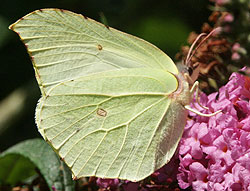 Citronsommerfugl