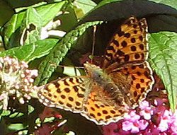 Storplettet perlemorsommerfugl